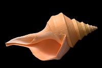 syrinx aruanus 1-2015 1572